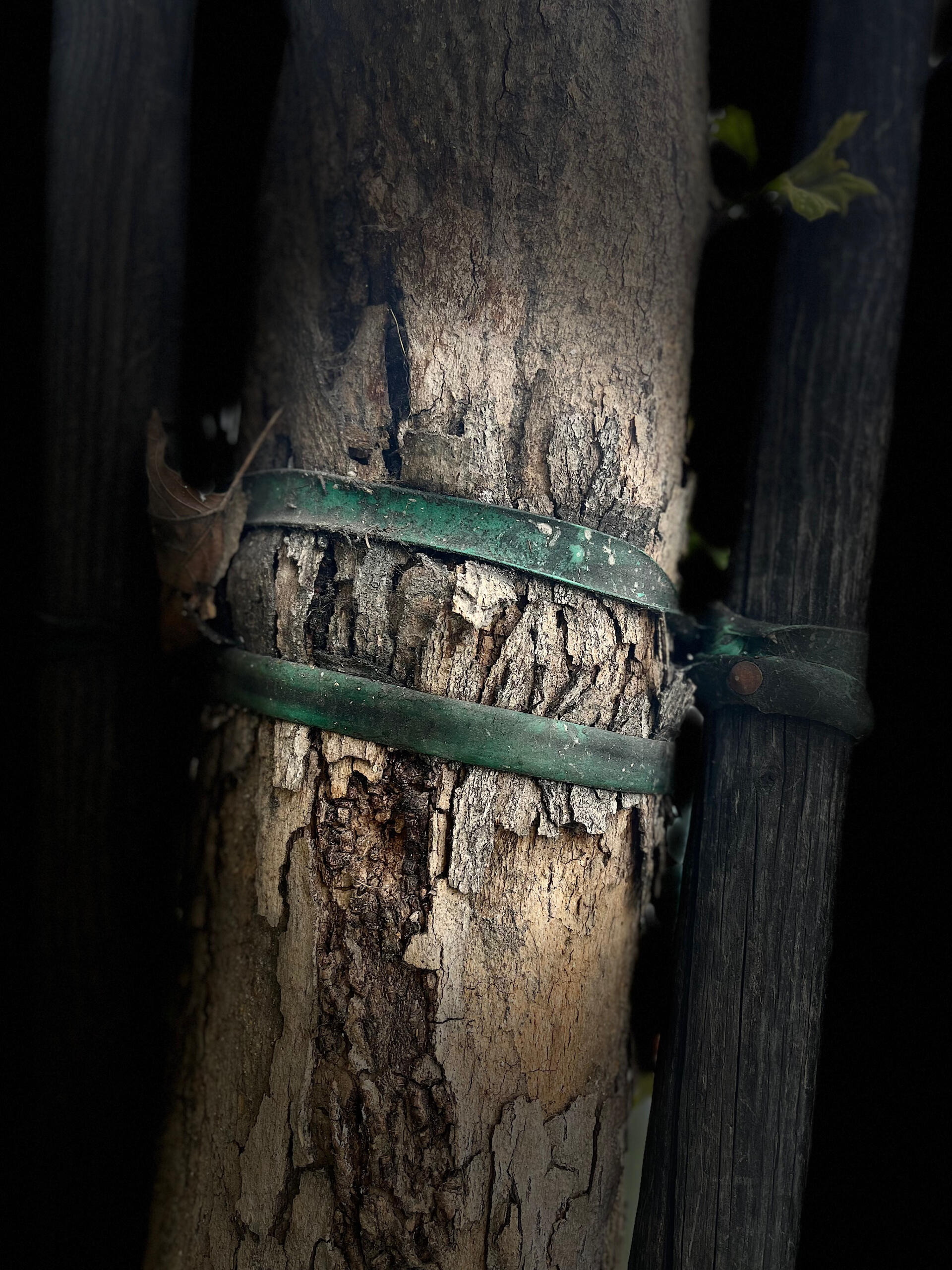 The Stakes We Leave Behind Roots of Cool public art exhibit at the Descanso Gardens. Curated by Dear Antler. July 12- October 12, 2025